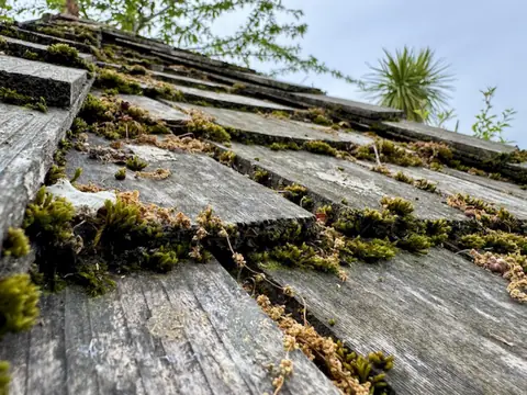 Low angle across weathered cedar roof shingles thick with green moss growing between the rows
